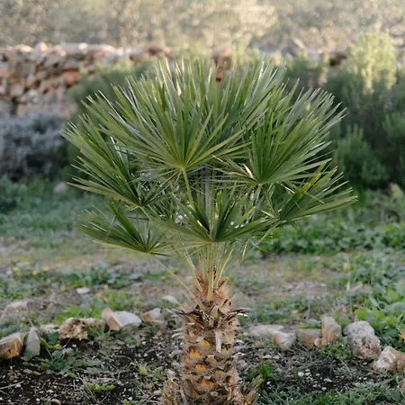 Villa Bliss Stone House In Hvar Gdinj